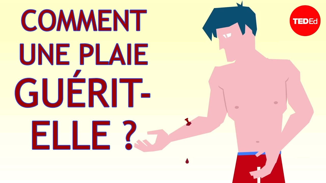 Comment une plaie guérit-elle ? – Sarthak Sinha