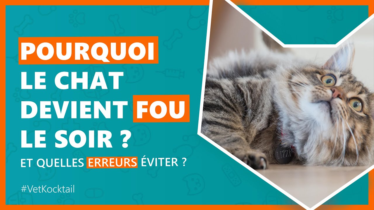 Quart d'heure de folie du chat : du normal au pathologique